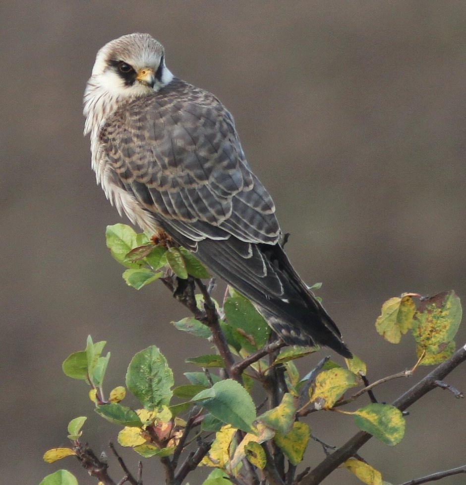 Орлан-белохвост Haliaeetus albicilla