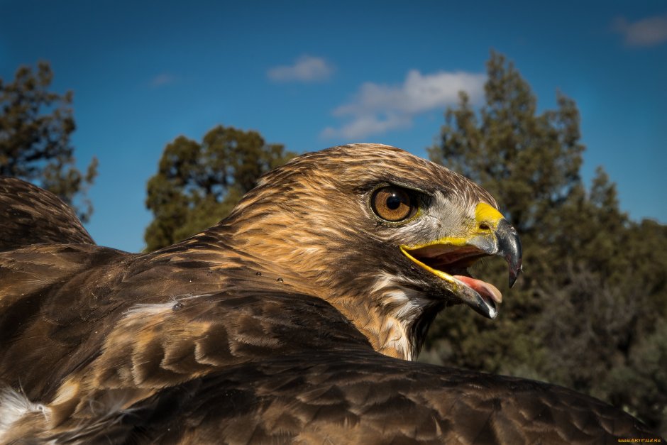 Орлан-белохвост Haliaeetus albicilla