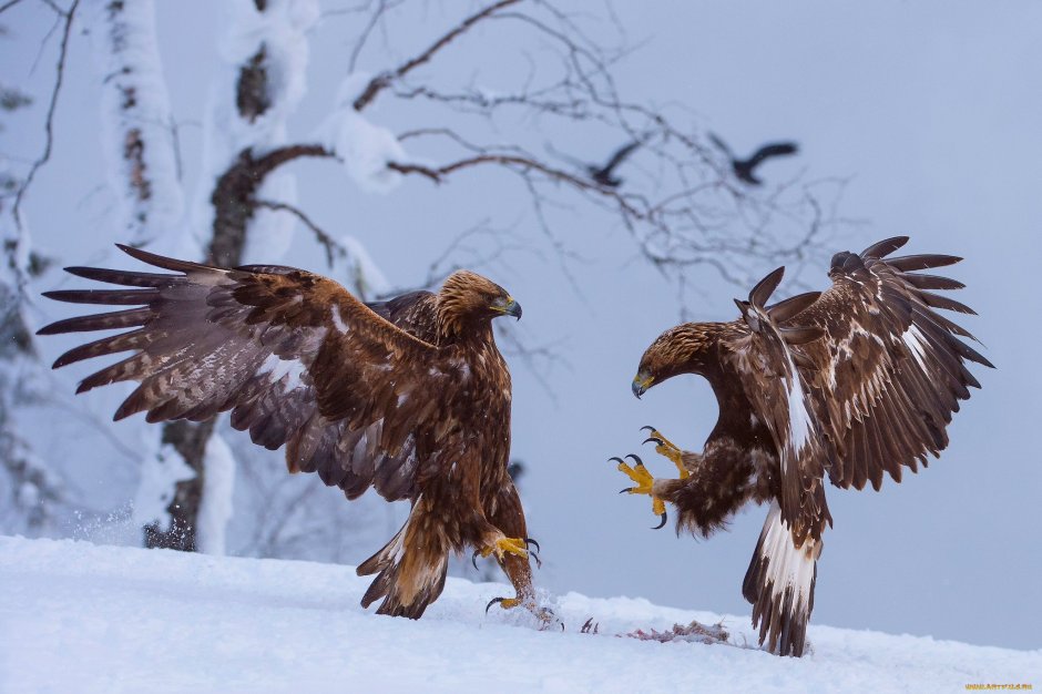 Тетеревятник (Accipiter gentilis)