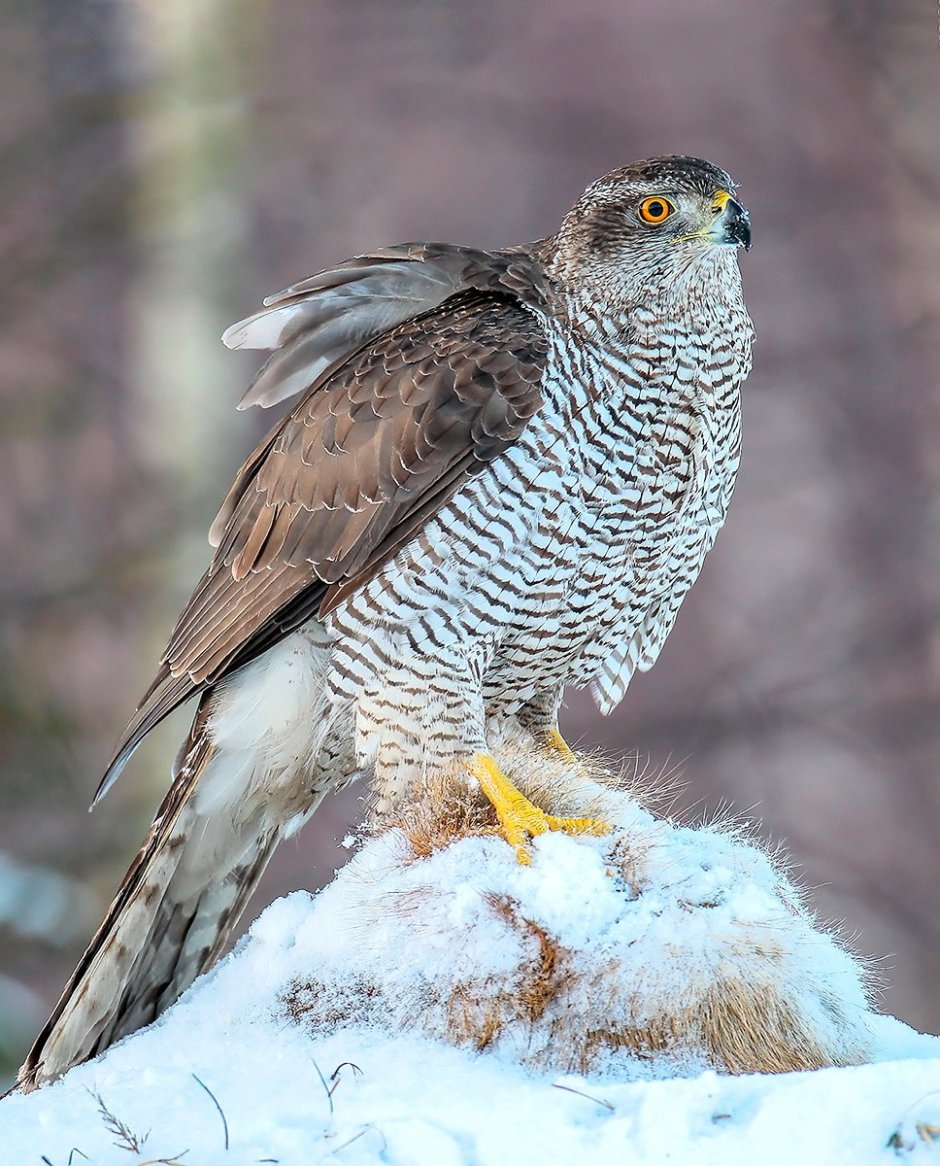 Соколиные Falconidae