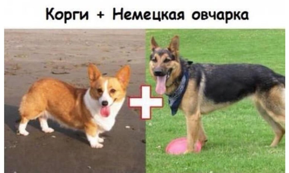 Метис вельш корги и овчарки