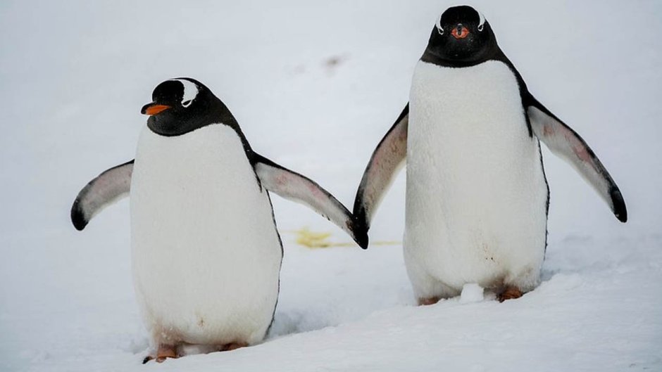 Обои Linux