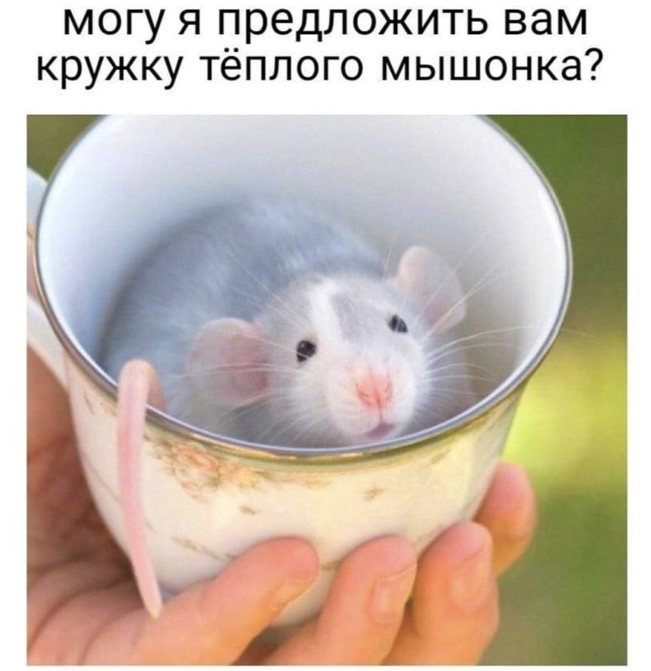 Милые крыски