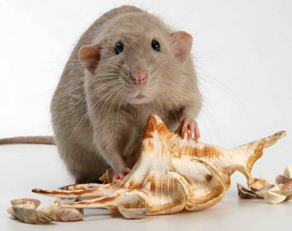 Бурмиз Дамбо