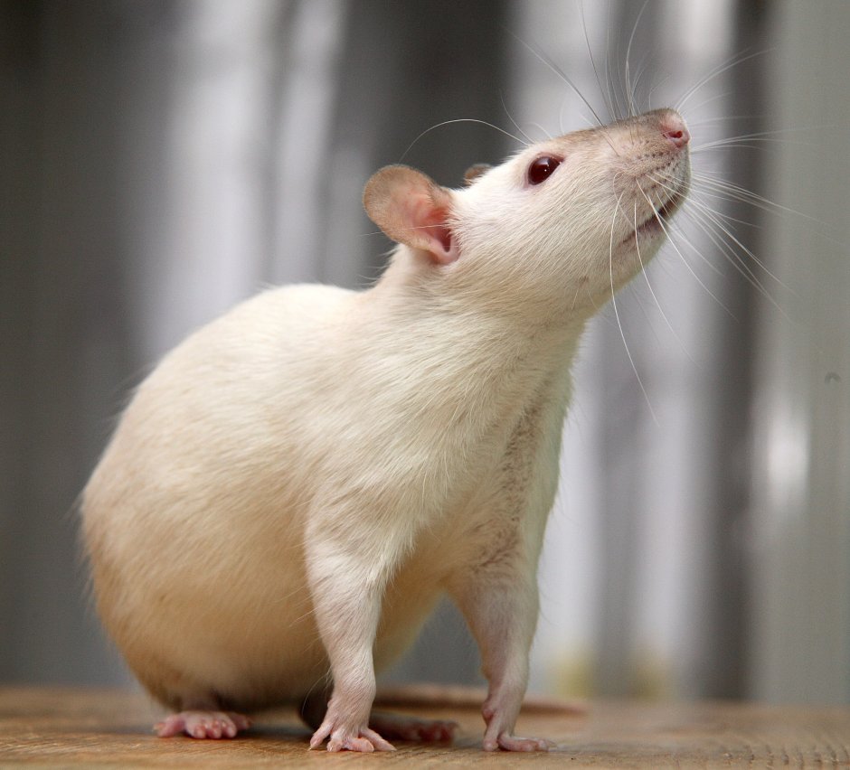 Дикая белая крыса