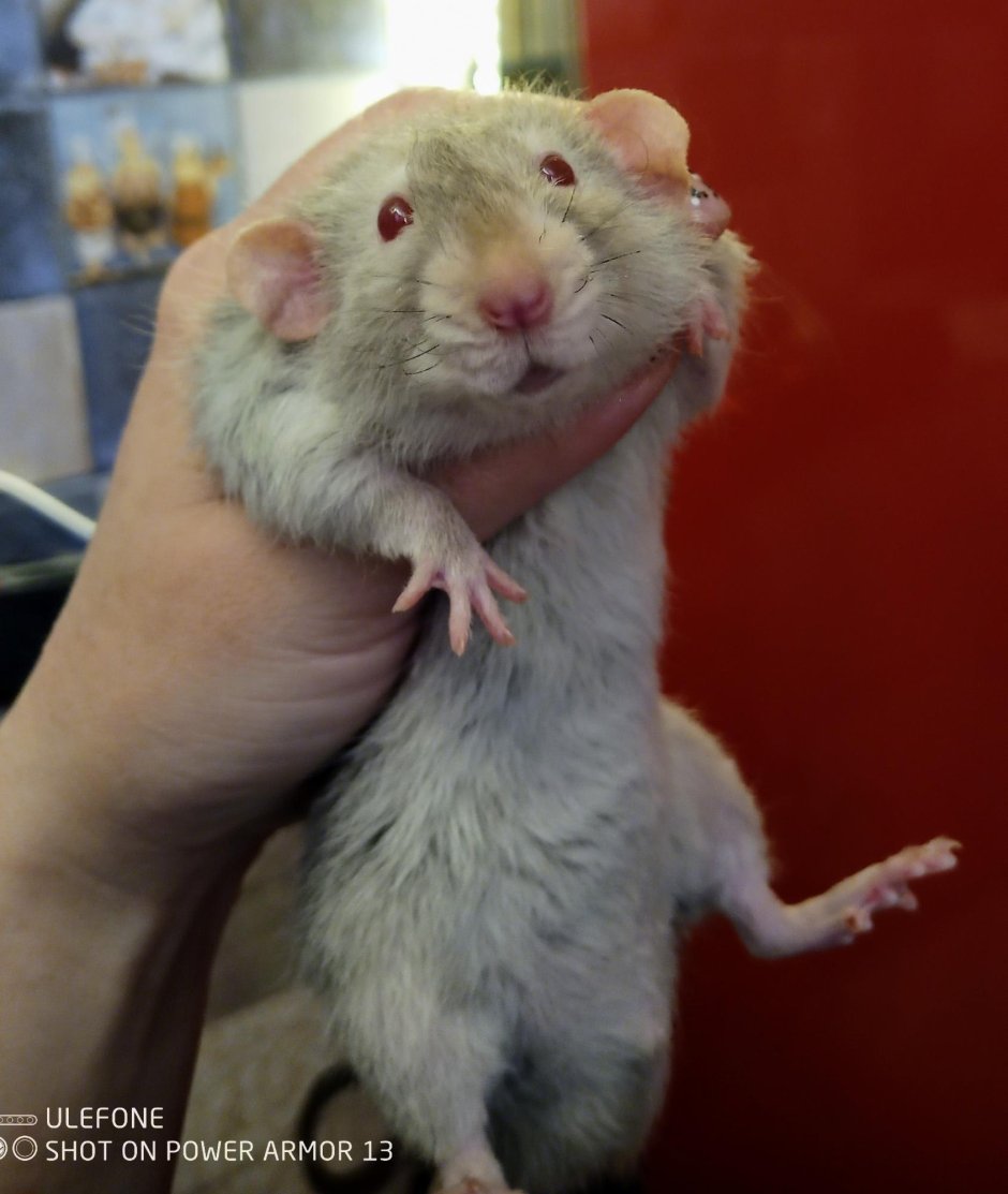 Декоративная крыса Дамбо гималайская