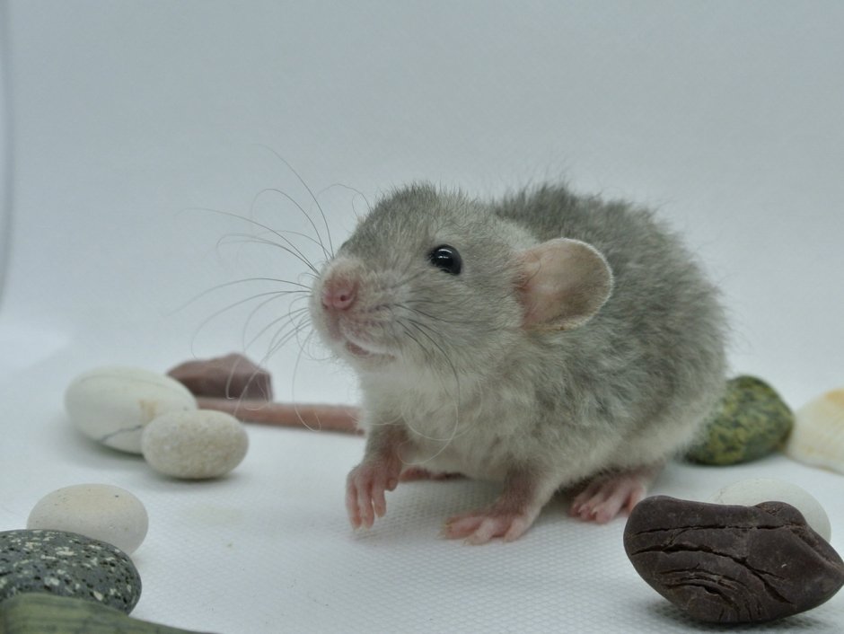 Крысята Дамбо голубая норка