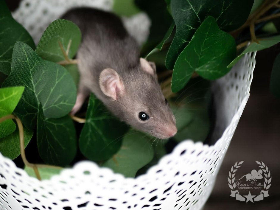 Бурмиз Дамбо