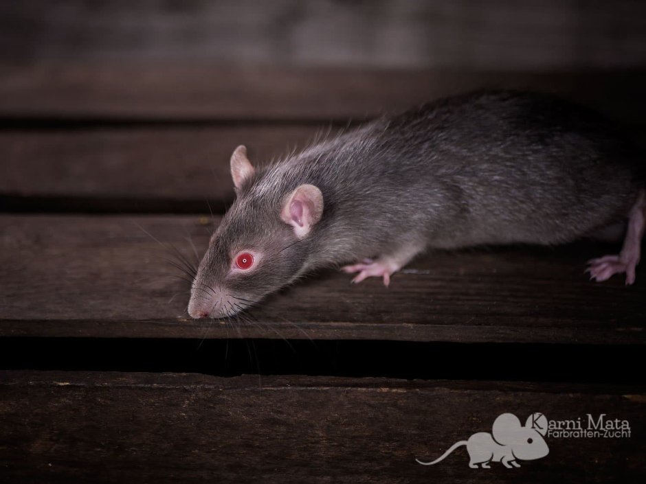 Крыса агути капюшон