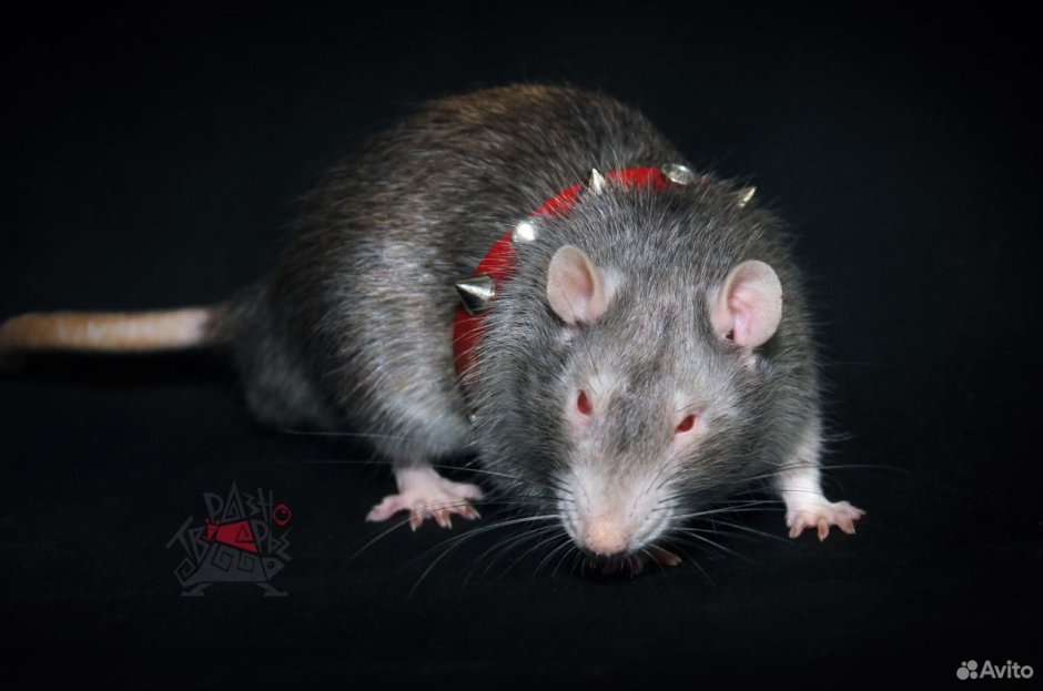 Крыса девил