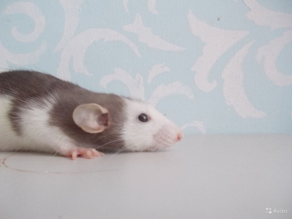 Крыса бурмиз рекс