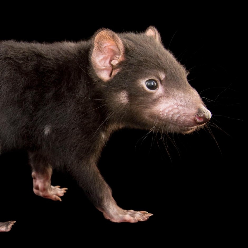 Османский дьявол крыса