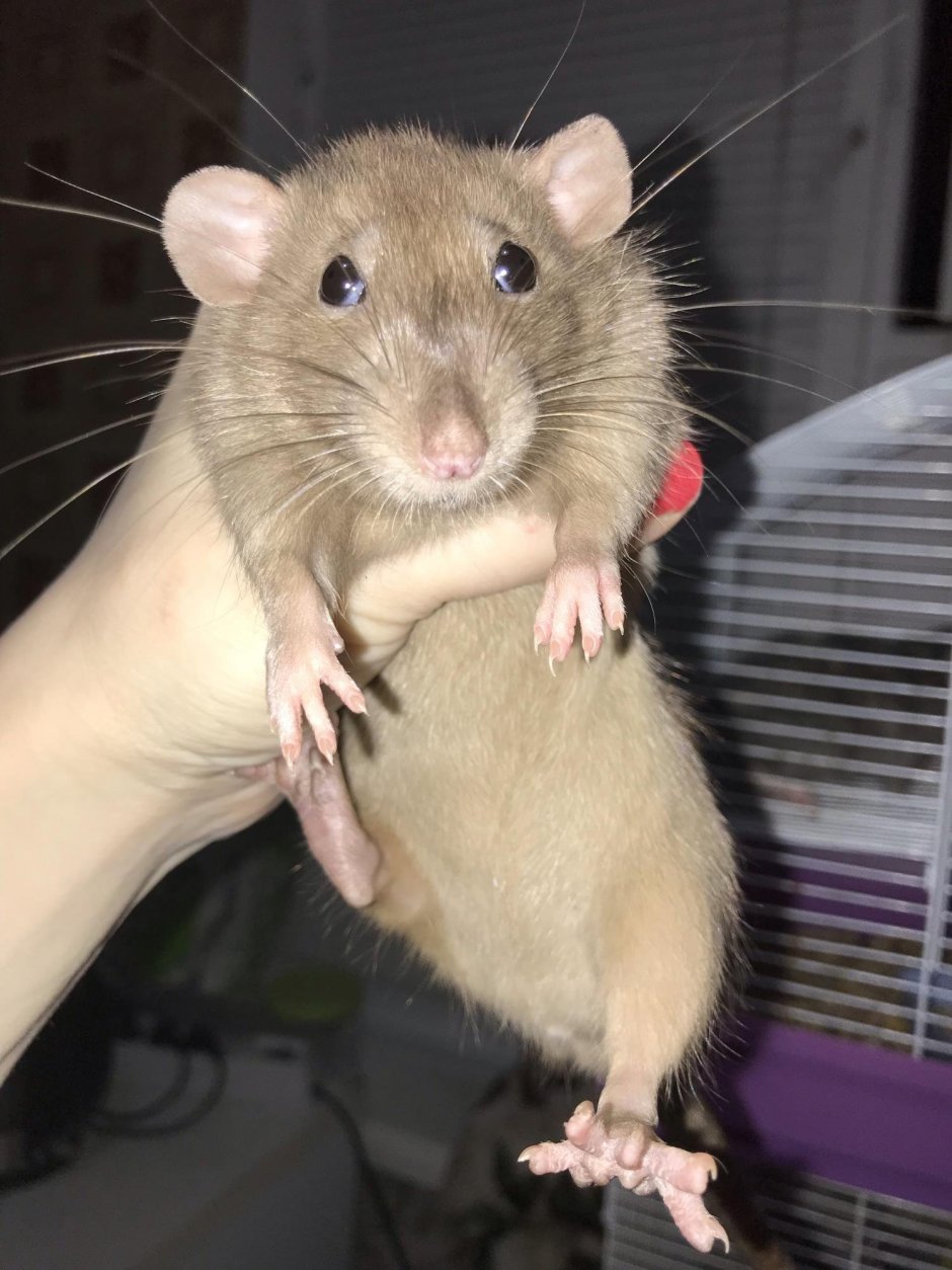 Песчанка бурмиз