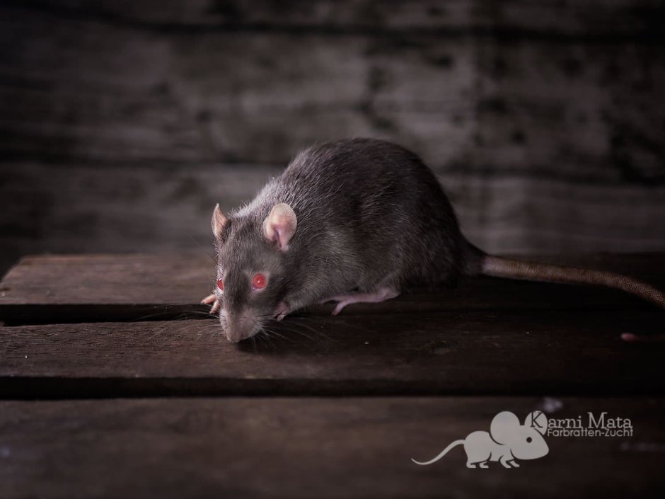 Крыса ред девил