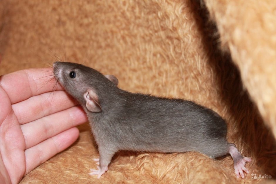 Крыса бурмиз Дамбо