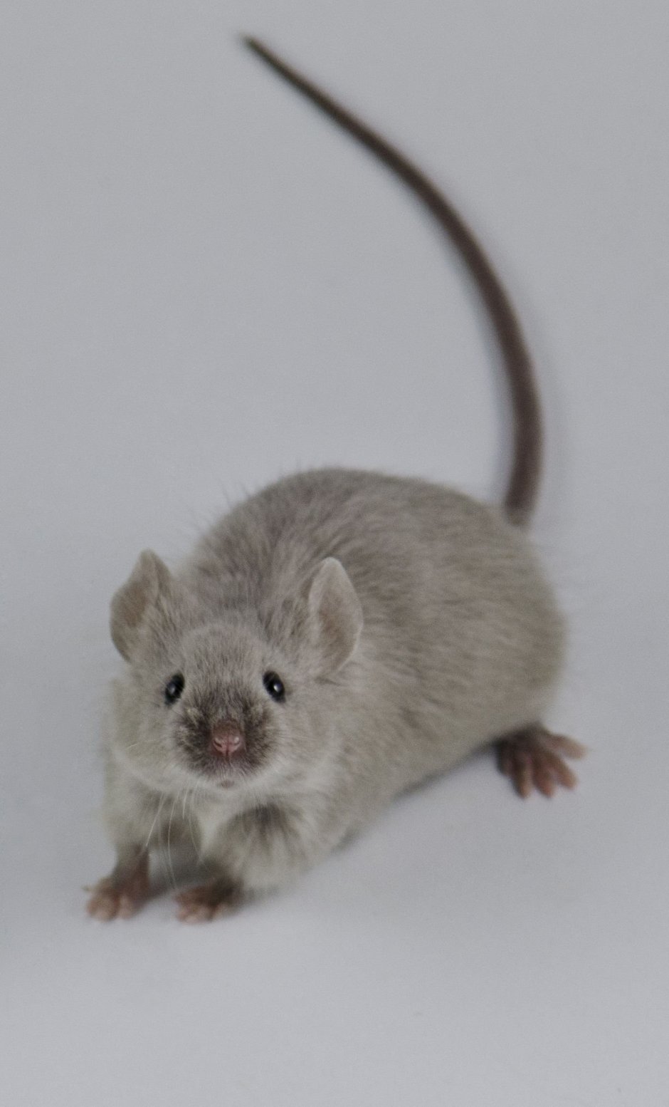 Крыса девил бурмиз