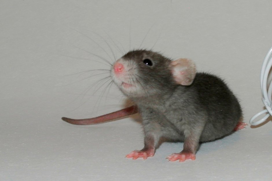 Крыса девил