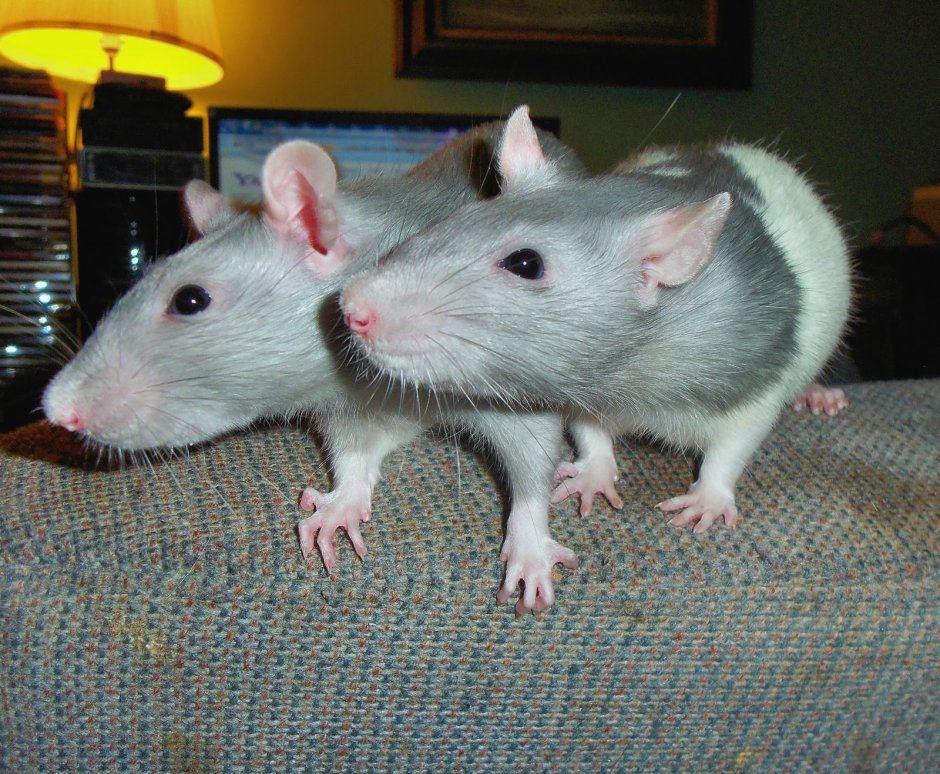 Крысы породы Вистар