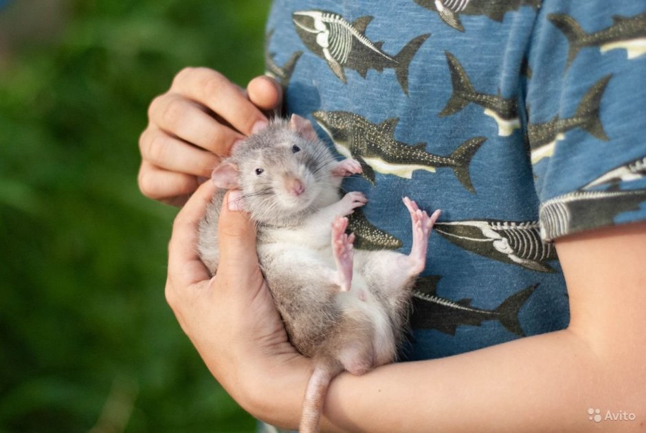 Дэвил крысята