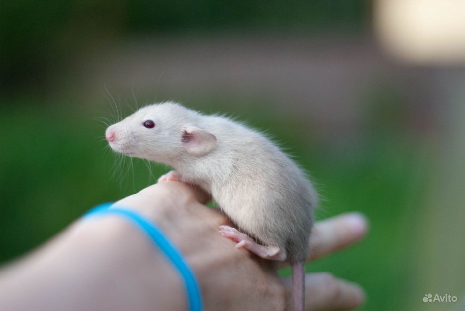 Крыса Дамбо Сиамская