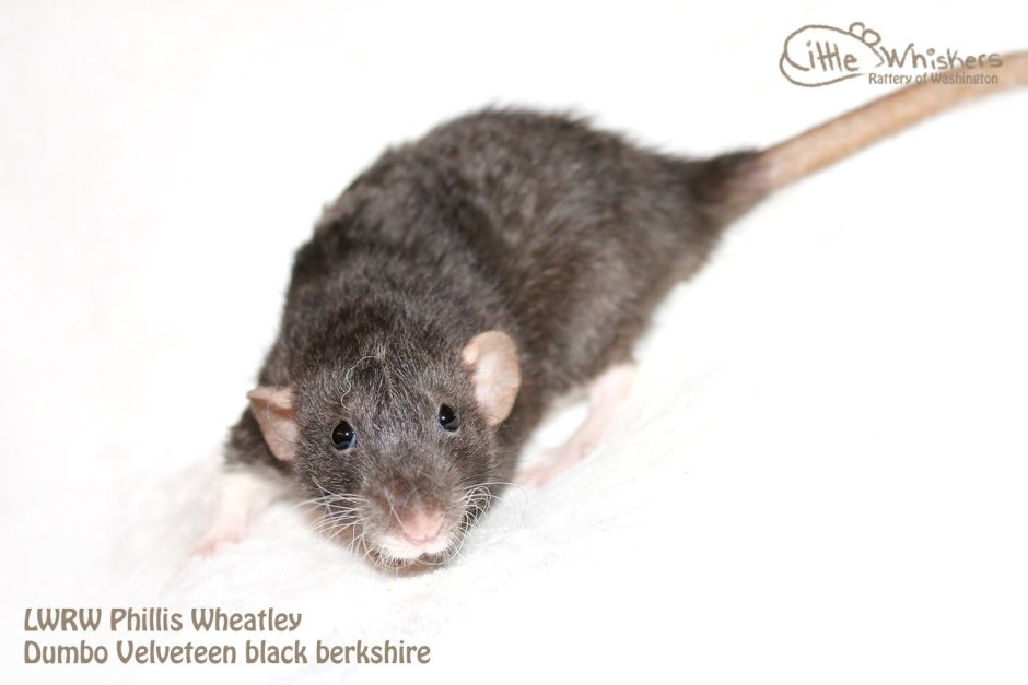 Крыса агути вельветин