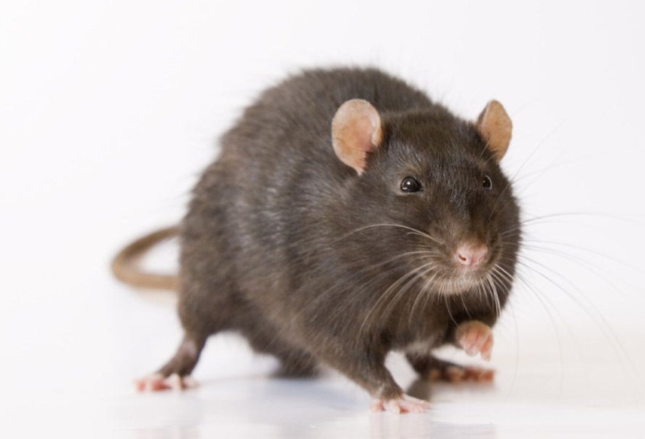 Крыса Дамбо Сиамская