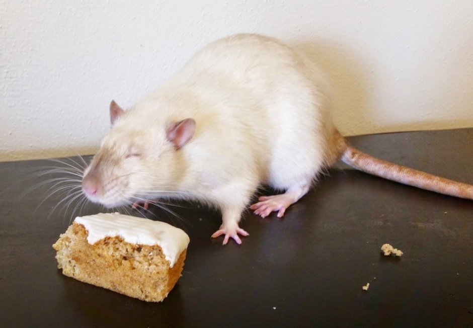 Крыса Дамбо вельветин