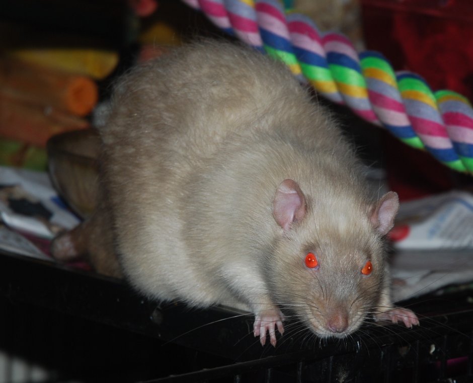 Крыса Дамбо сатин