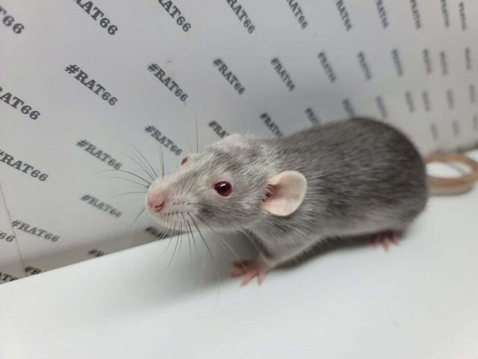 Бесхвостая крыса Манкс