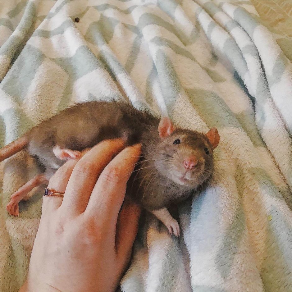 Крыса рекс альбинос