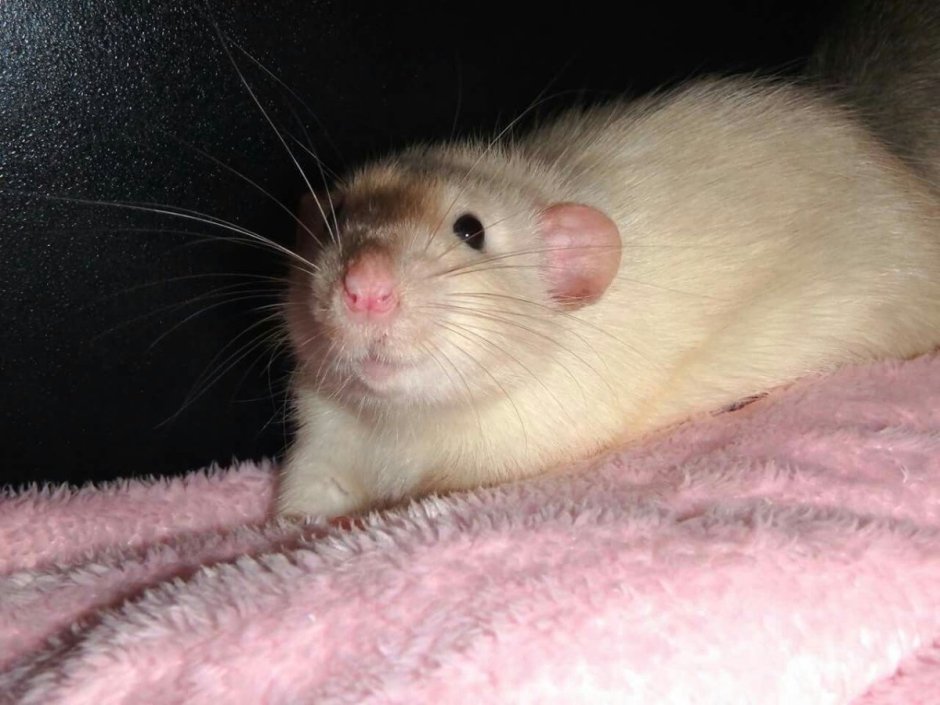 Шоколадный сирийский хомяк