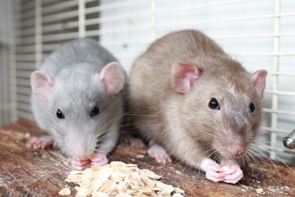 Сатиновая крыса Дамбо