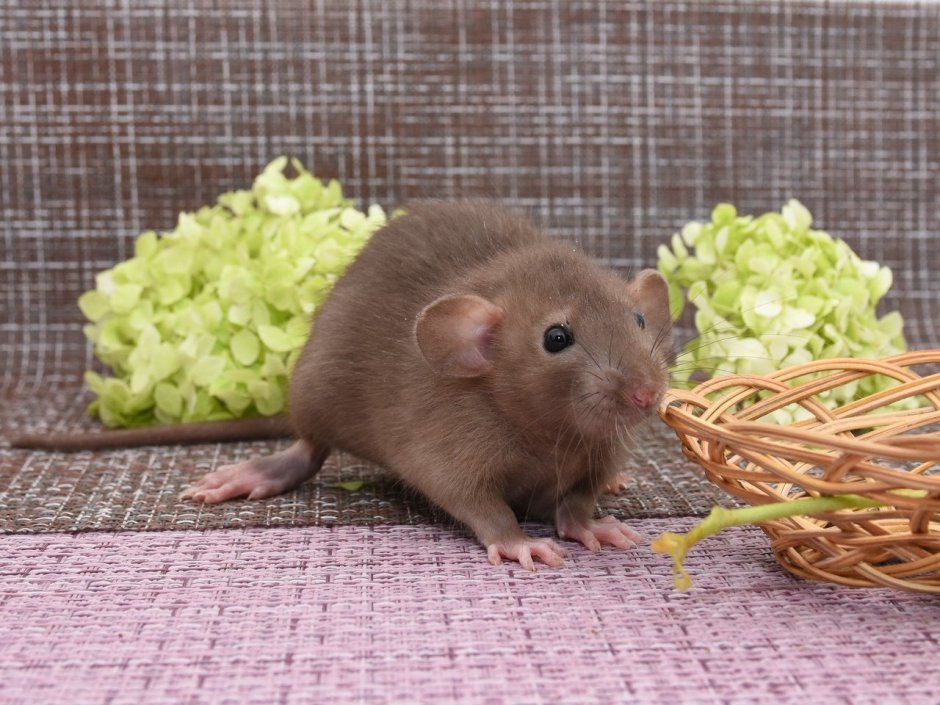 Песчанка бурмиз