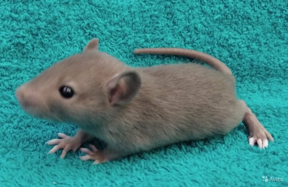 Крыса бурмиз рекс