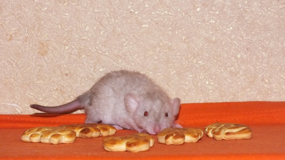 Крыса ред девил