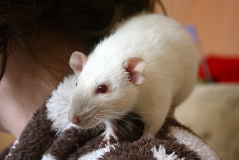 Хитрая крыса