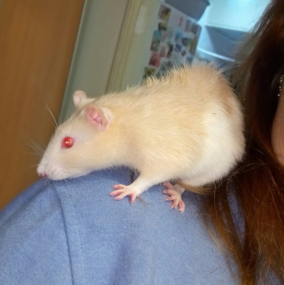 Дамбо бурмиз капюшон