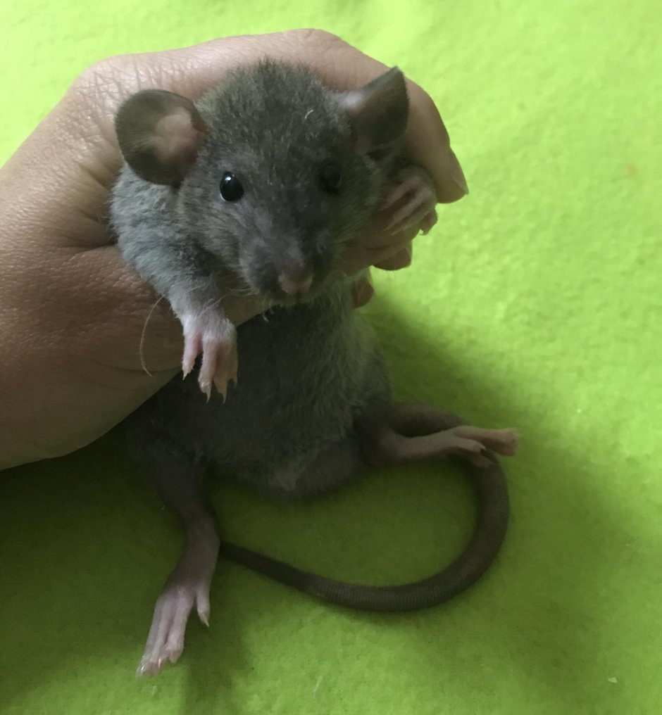 Крыса Дамбо агути рекс