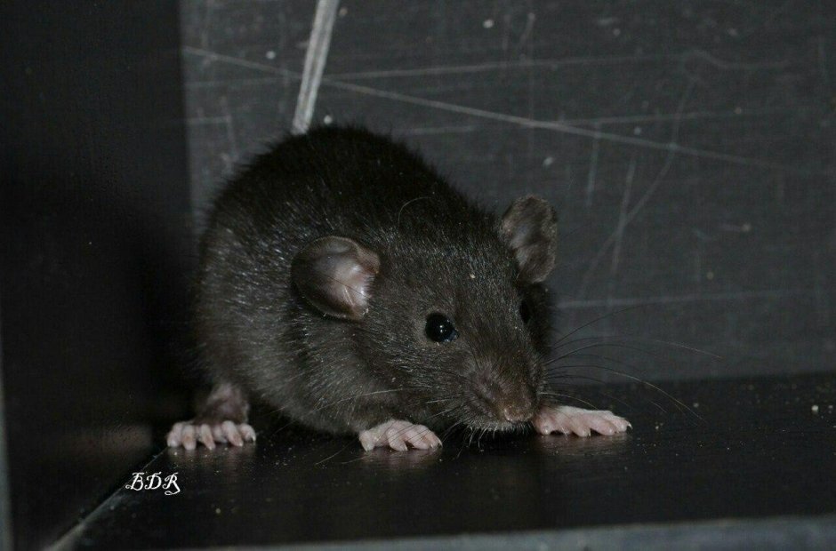 Крыса девил Дамбо