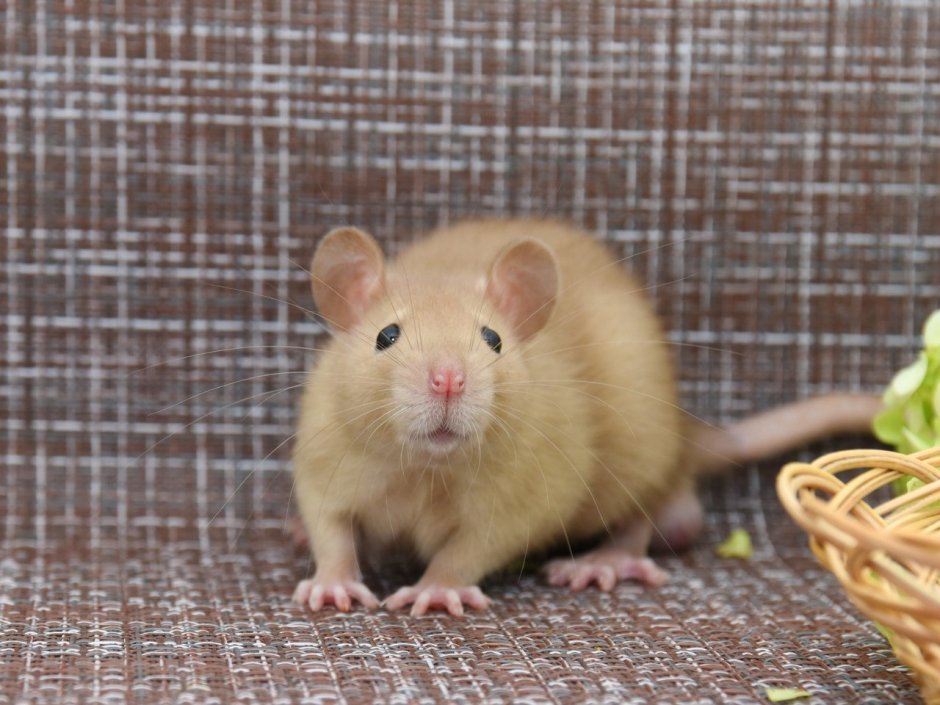 Крыса бурмиз Дамбо