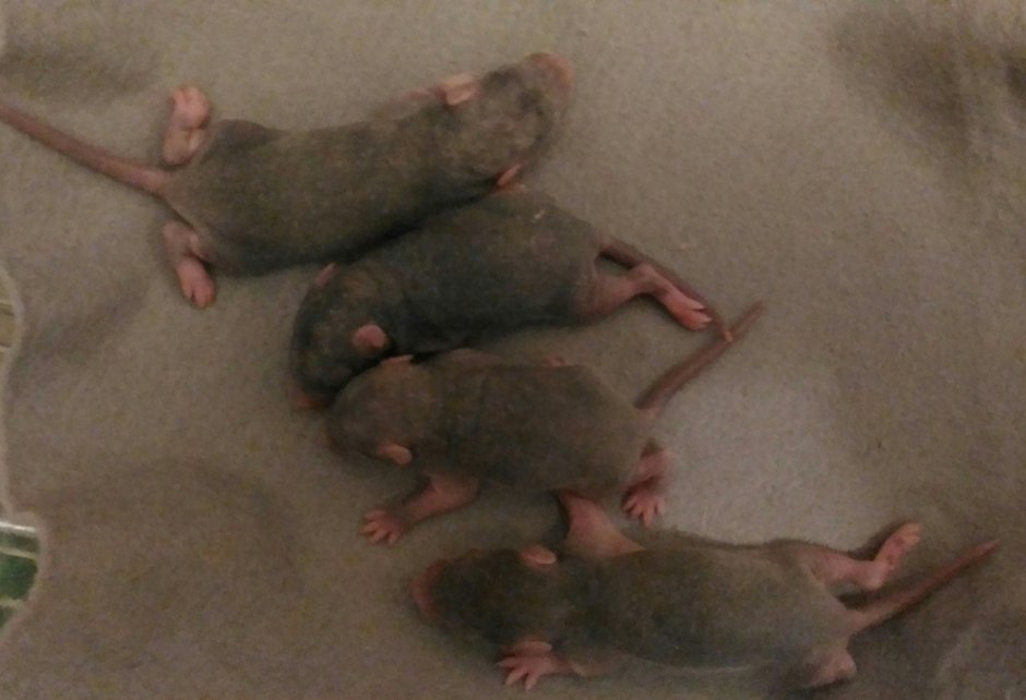 Девилы крыс порода