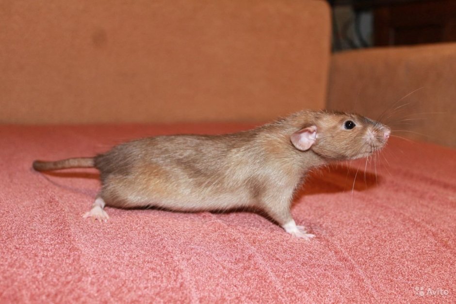 Крыса бурмиз Дамбо