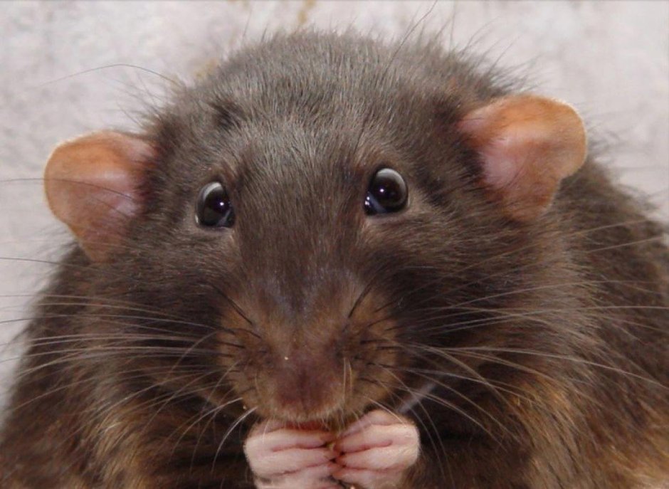 Крыса на темном фоне