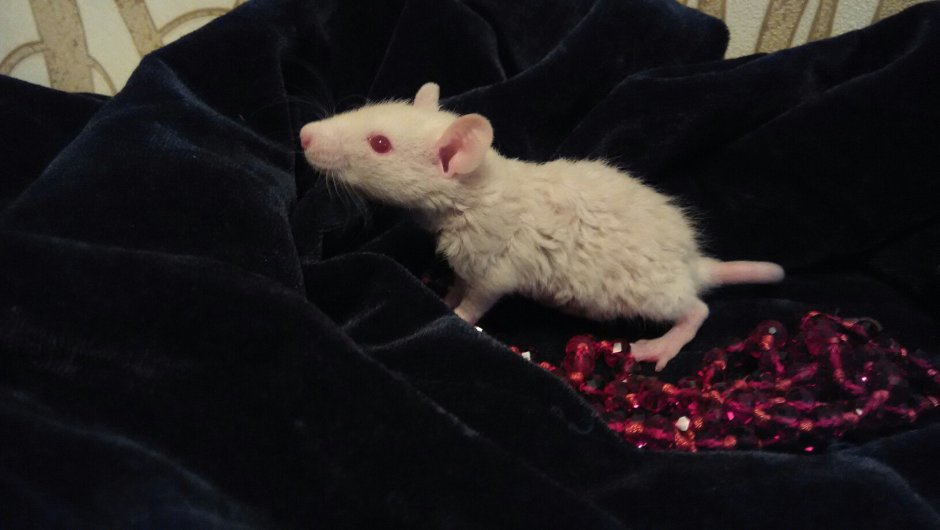 Шерсть рекс у крыс