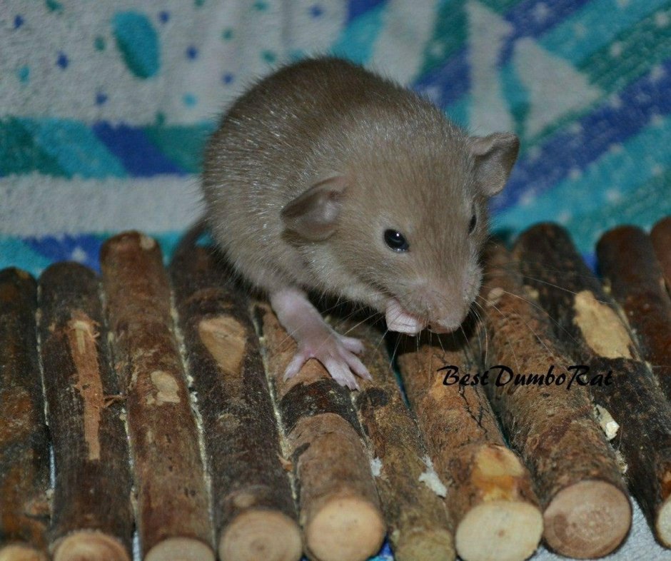 Бурмиз Дамбо