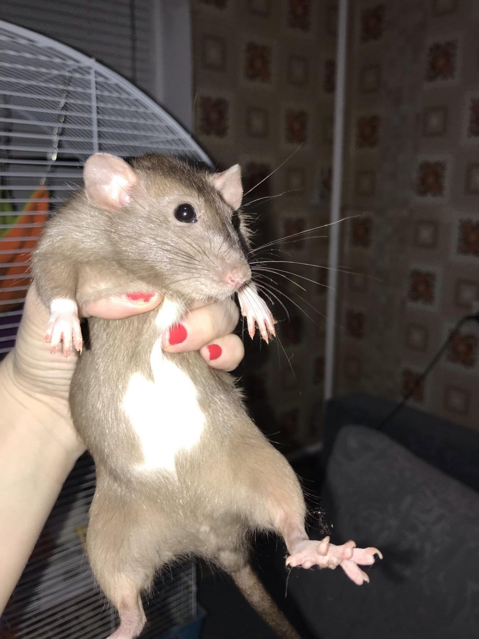 Песчанка бурмиз