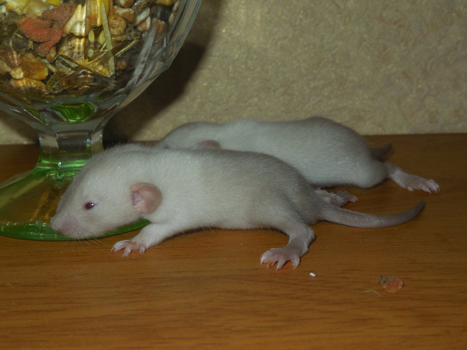 Крыса бурмиз Дамбо рекс