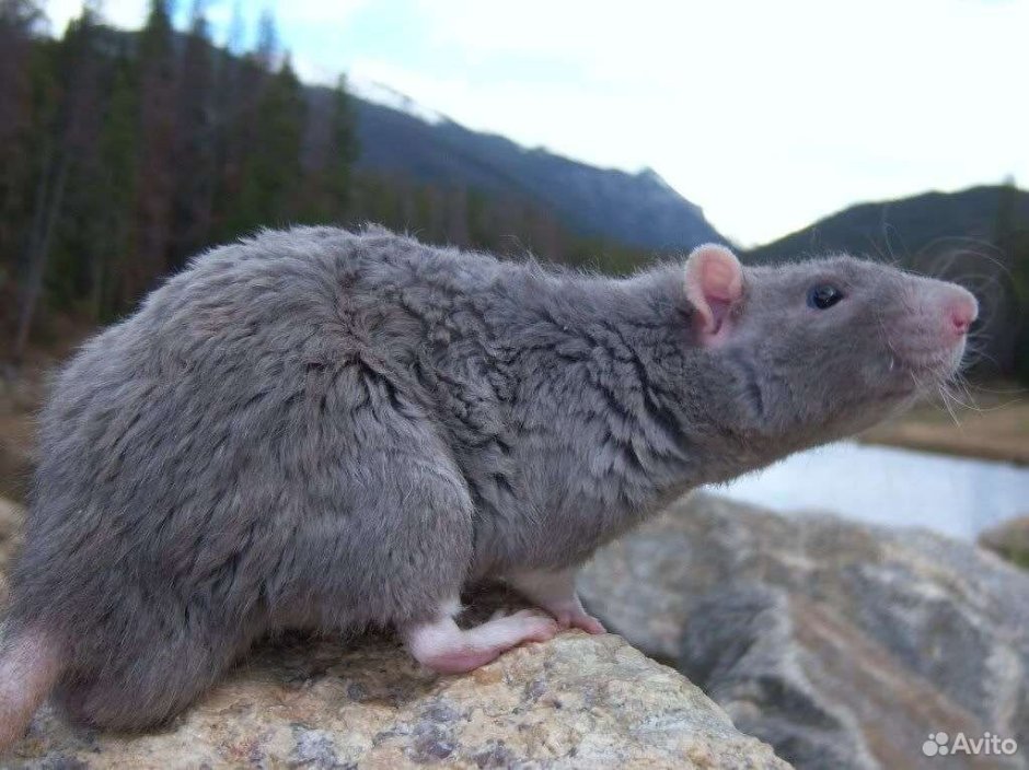 Голубая кудрявая крыса