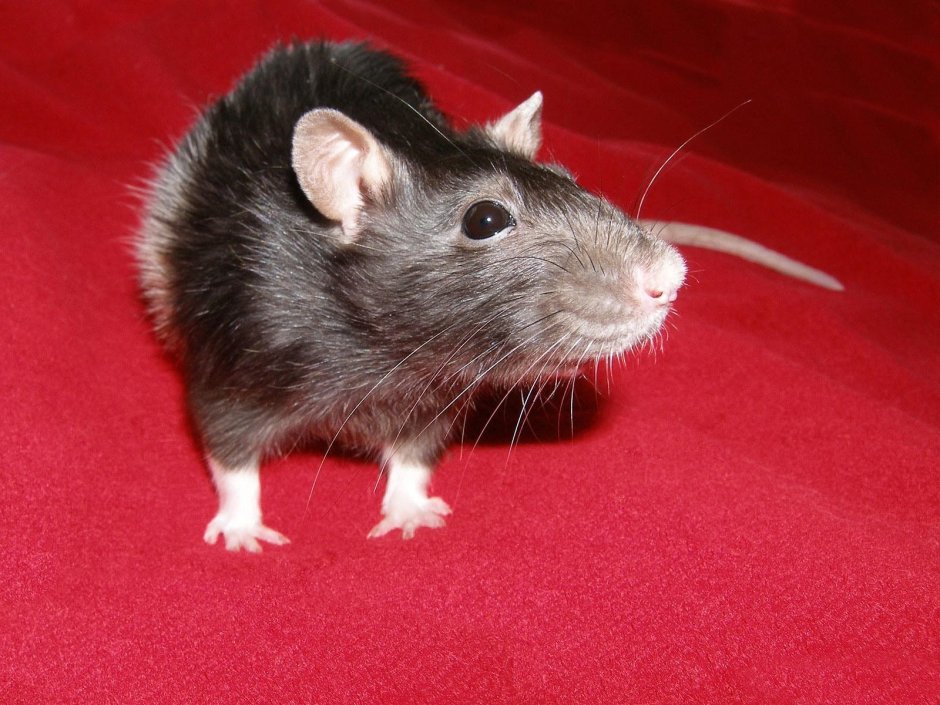 Равнинная вискачевая крыса