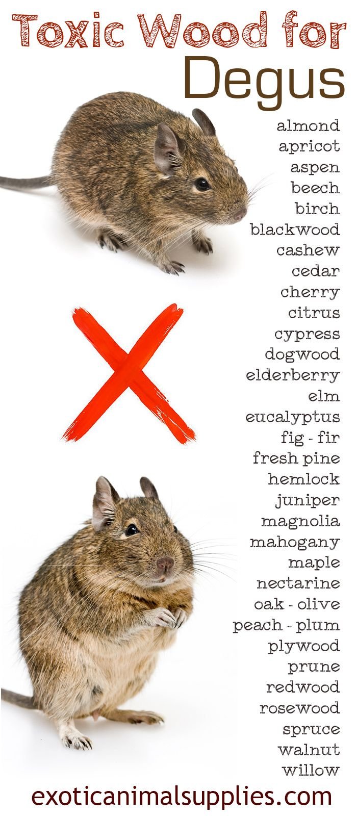 Рацион питания белок дегу